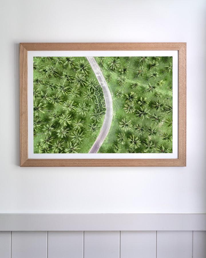 Coconut Coast | Thala Beach aerial photography print showing a winding road through a tropical palm forest.