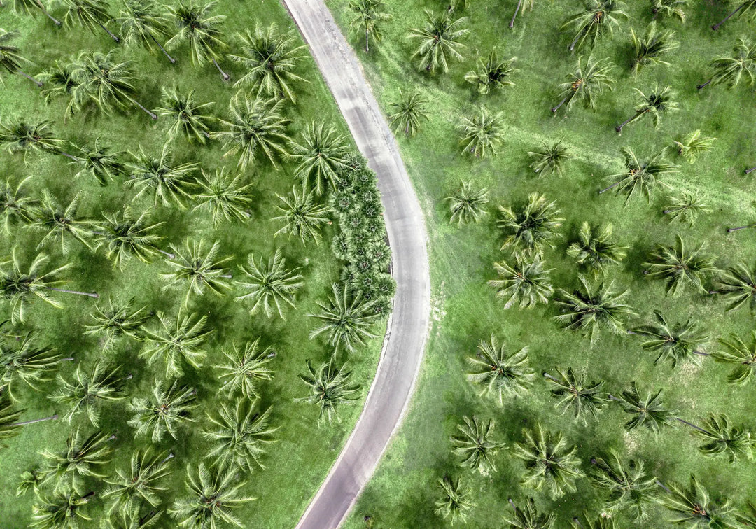 Coconut Coast – aerial photograph of winding road through dense tropical palm trees at Thala Beach | Unframed Rolled Print