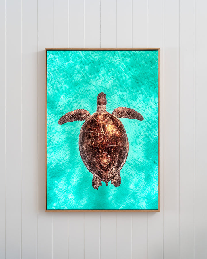 Copper Glow - Green Sea Turtle | Underwater Photography