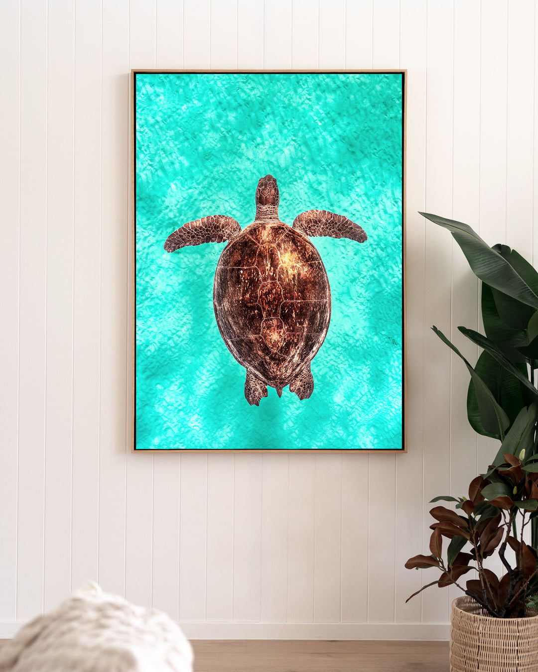 Copper Glow – Green Sea Turtle, Underwater Photography by David Lloyd, framed canvas print in oak float frame, styled in a living room setting