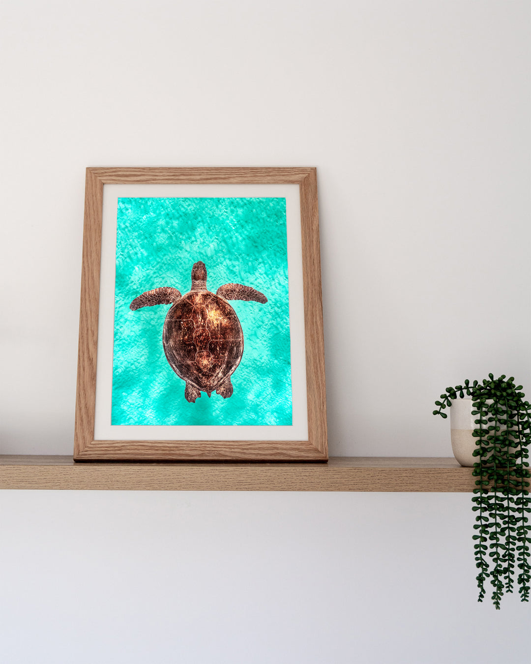 Copper Glow – Green Sea Turtle, Underwater Photography by David Lloyd, framed paper print in oak frame, styled in a timber shelf setting