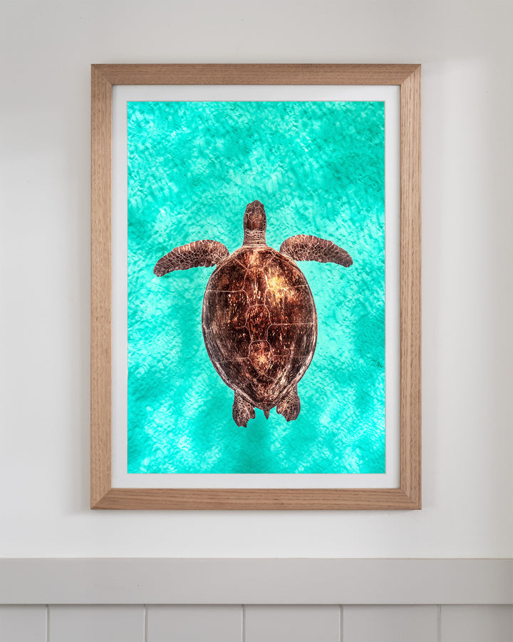 Copper Glow - Green Sea Turtle | Underwater Photography