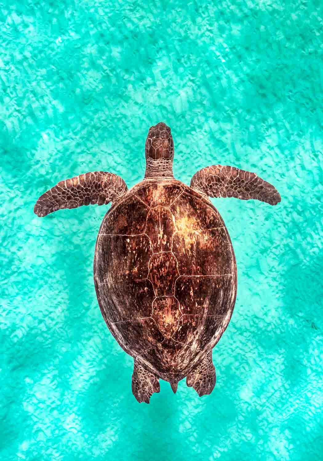 Copper Glow by David Lloyd – portrait of a green sea turtle in turquoise shallows, fine art marine life photography print