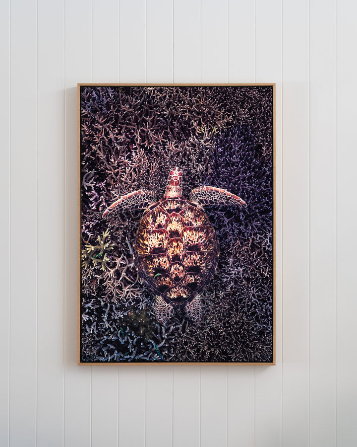 Coral Labyrinth - Green Sea Turtle | Underwater Photography