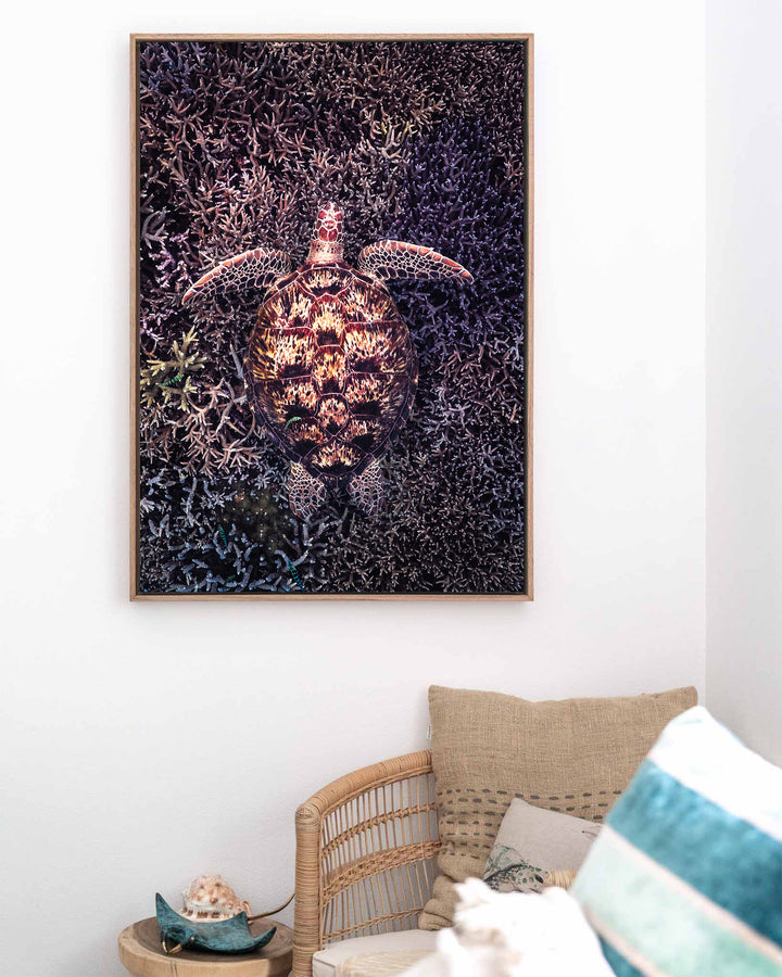 Coral Labyrinth – Green Sea Turtle, Underwater Photography by David Lloyd, framed canvas print in oak float frame, styled in a coastal lounge setting