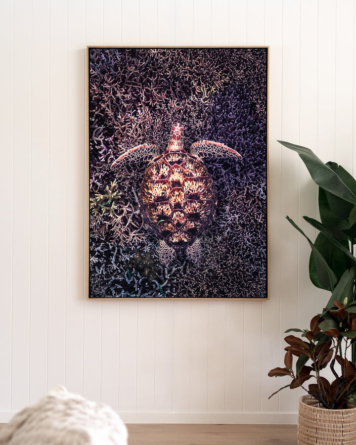 Coral Labyrinth – Green Sea Turtle, Underwater Photography by David Lloyd, framed canvas print in oak float frame, styled in a living room setting