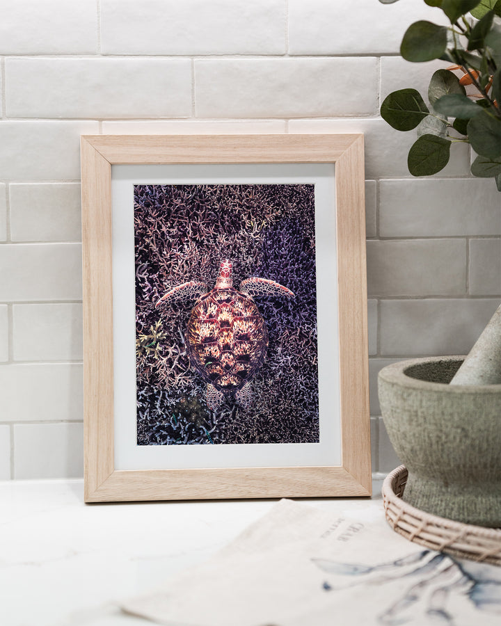 Coral Labyrinth – Green Sea Turtle, Underwater Photography by David Lloyd, framed paper print in oak frame, styled in a kitchen bench setting