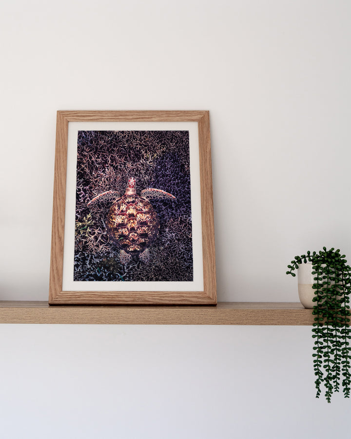 Coral Labyrinth – Green Sea Turtle, Underwater Photography by David Lloyd, framed paper print in oak frame, styled in a timber shelf setting