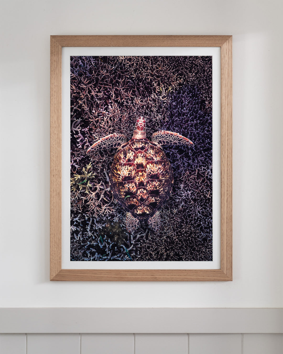 Coral Labyrinth - Green Sea Turtle | Underwater Photography