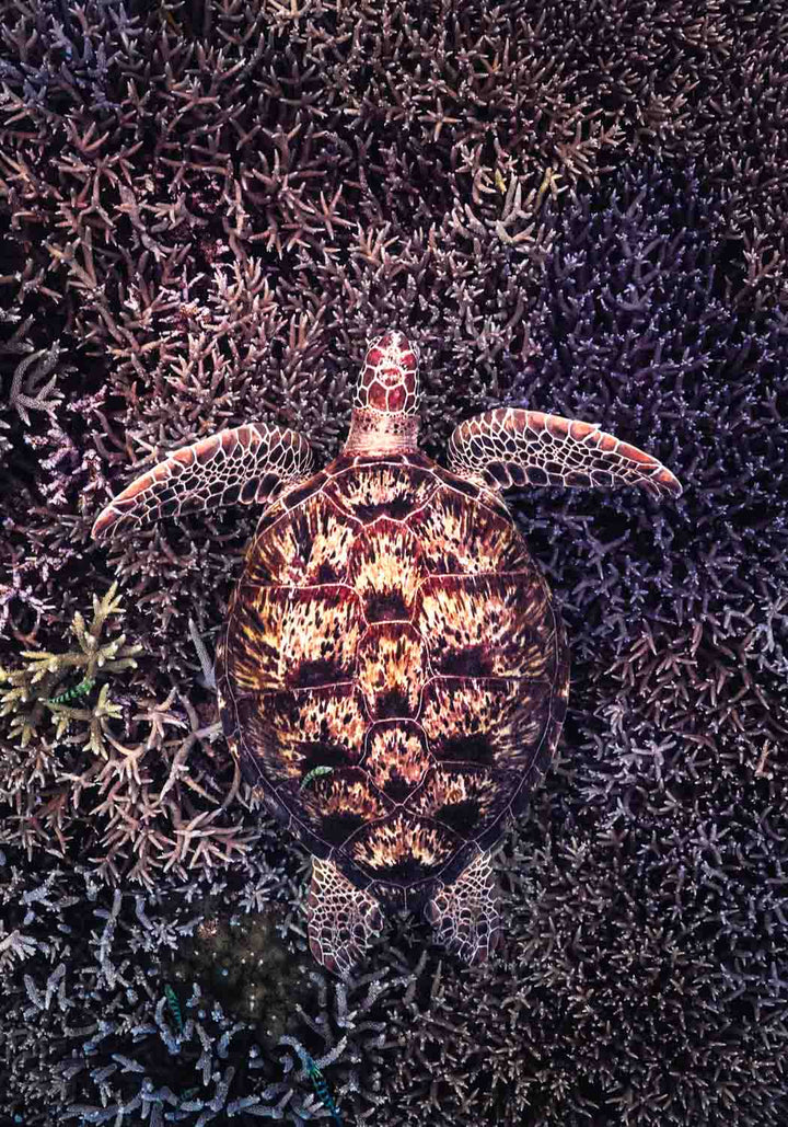 Coral Labyrinth by David Lloyd – green turtle swimming over coral in moody underwater scene, fine art marine life photography print