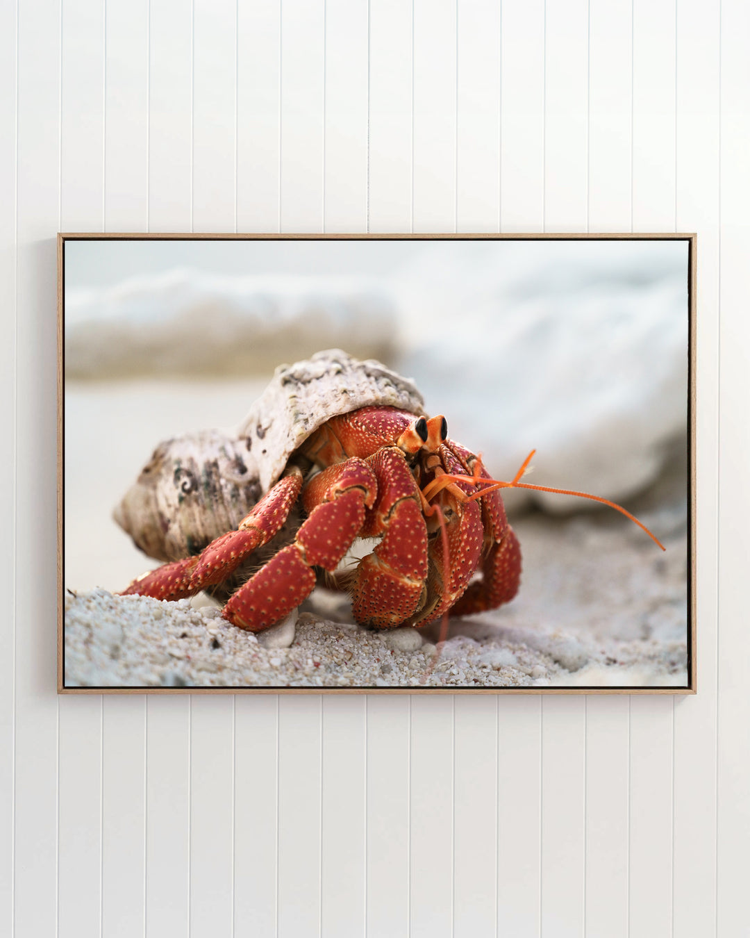 Framed Crab Life | Strawberry Hermit Crab photograph featuring a strawberry hermit crab crawling on white sand.