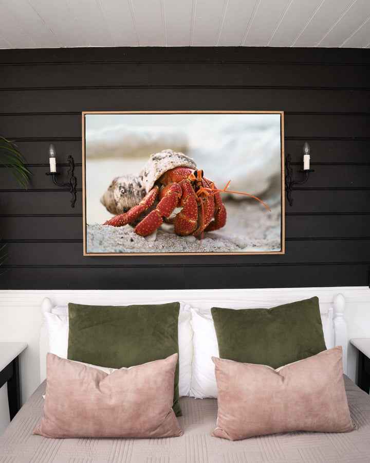 Crab Life – Strawberry Hermit Crab, Sea Life Photography by David Lloyd, framed canvas print in oak float frame, styled in a bedroom setting