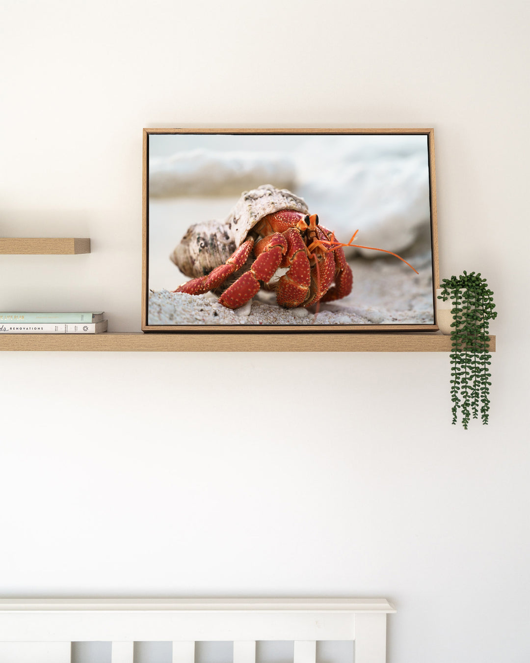 Crab Life – Strawberry Hermit Crab, Sea Life Photography by David Lloyd, framed canvas print in oak float frame, styled in a timber shelf setting