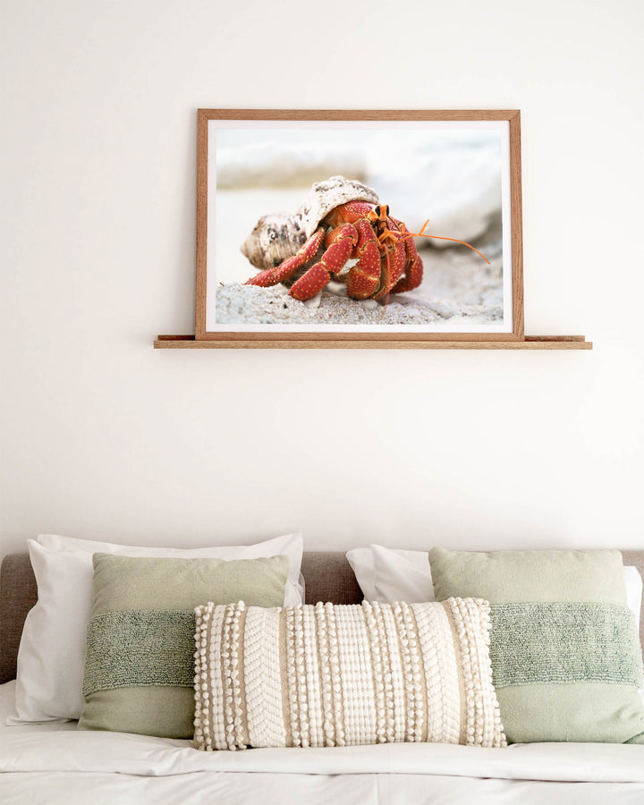 Crab Life – Strawberry Hermit Crab, Sea Life Photography by David Lloyd, framed paper print in oak frame, styled in a bedroom setting