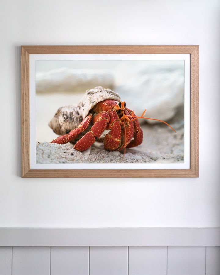 Bright red Strawberry Hermit Crab in a speckled shell on a beach, from the Crab Life sea life photography collection.