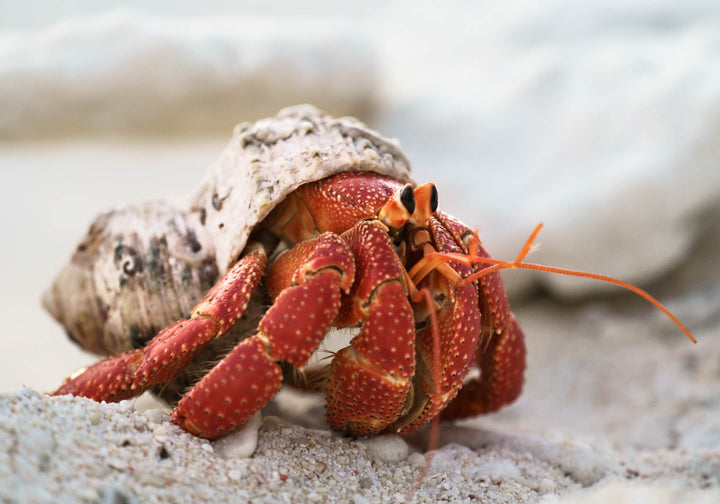 Crab Life – Strawberry hermit crab interacting with a young boy, playful underwater scene with coral and sand | Unframed Rolled Print