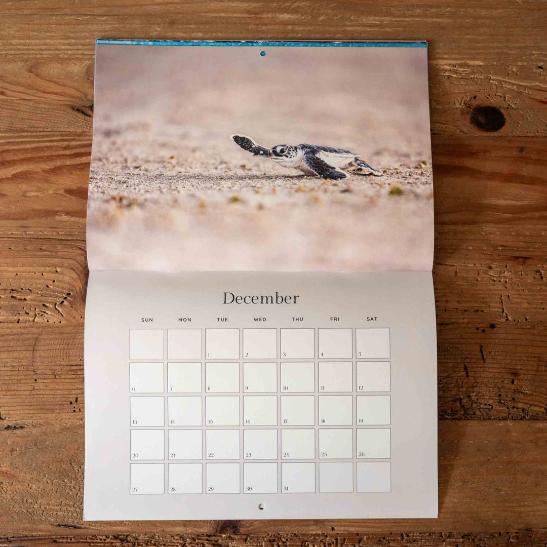 Calendar with a turtle hatchling on a beach for December on a wooden surface