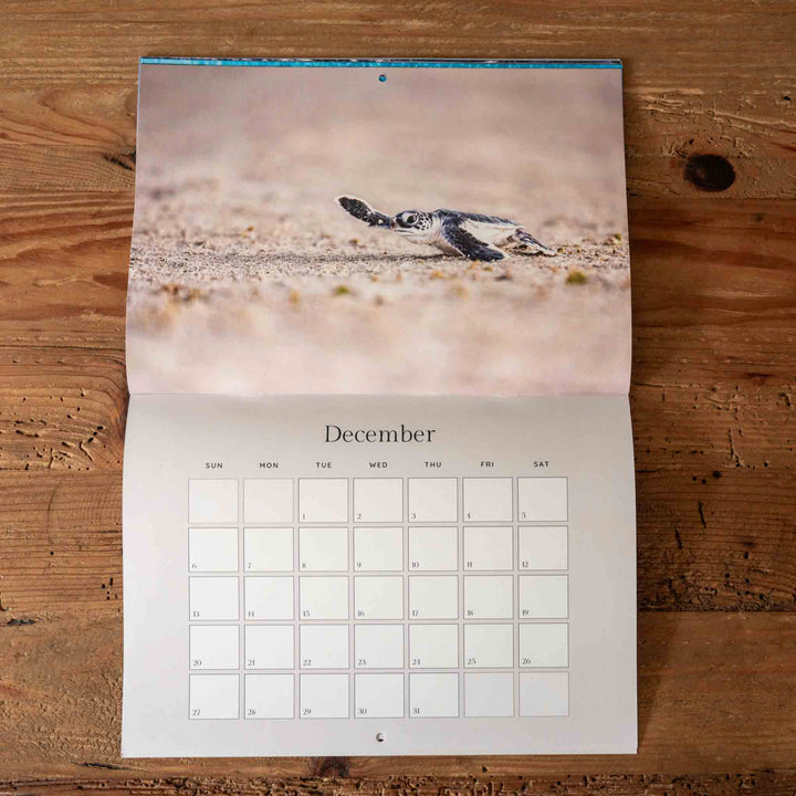 Calendar with a turtle hatchling on a beach for December on a wooden surface
