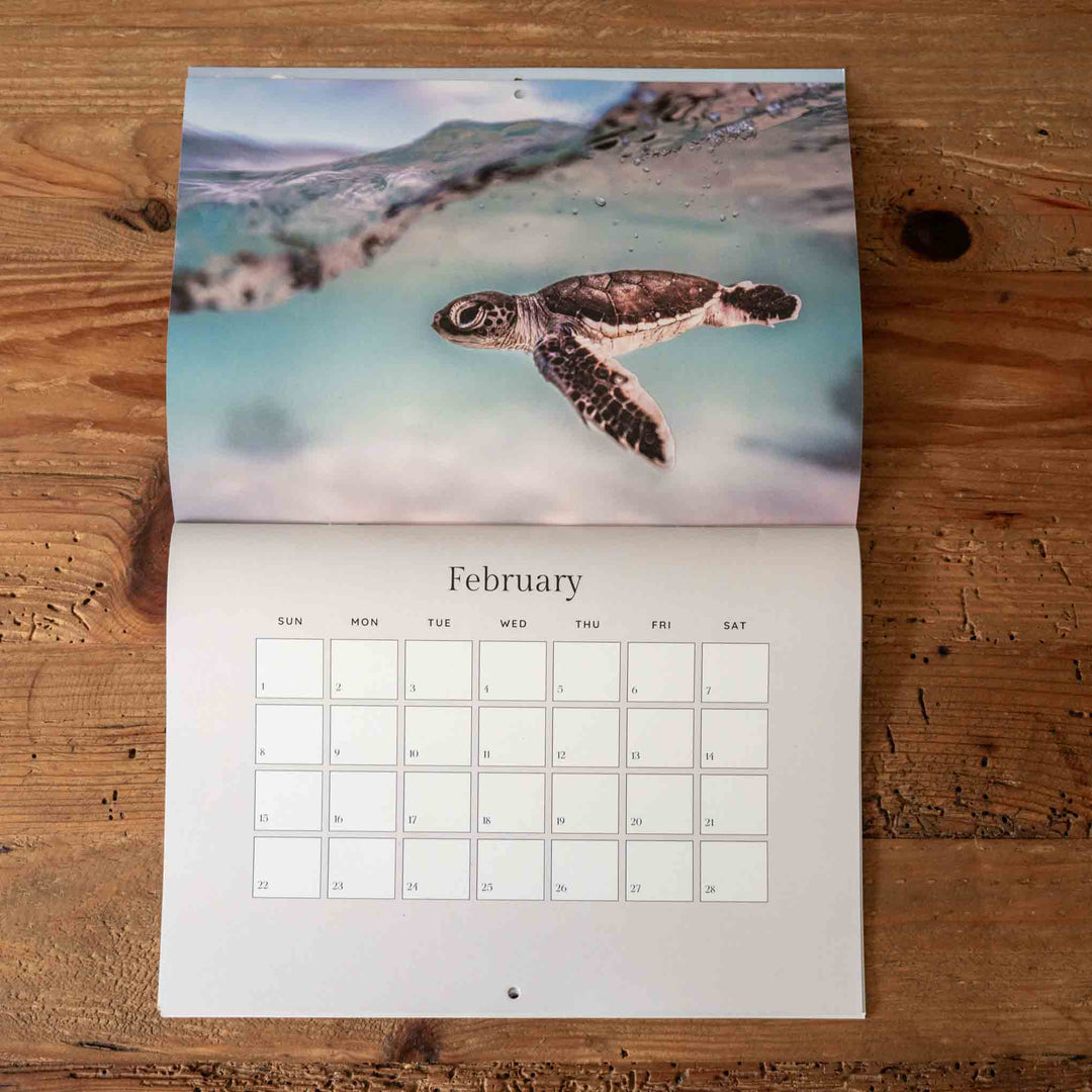 Calendar with a turtle on a beach for February, placed on a wooden surface