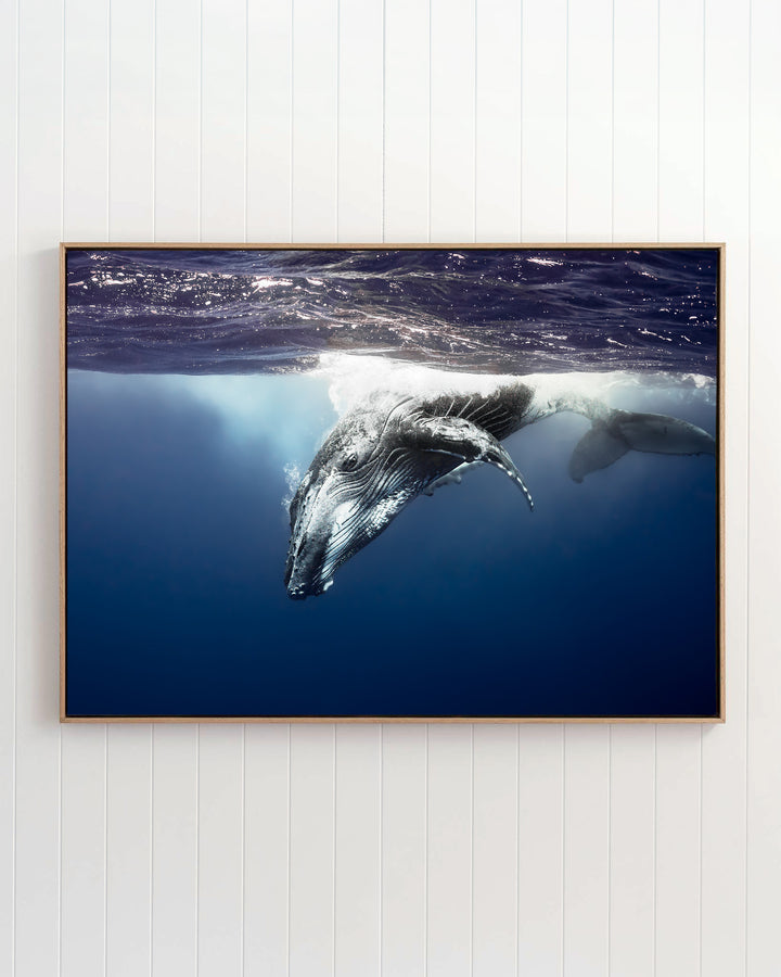 Humpback whale diving into deep blue water, titled Deep Impact.