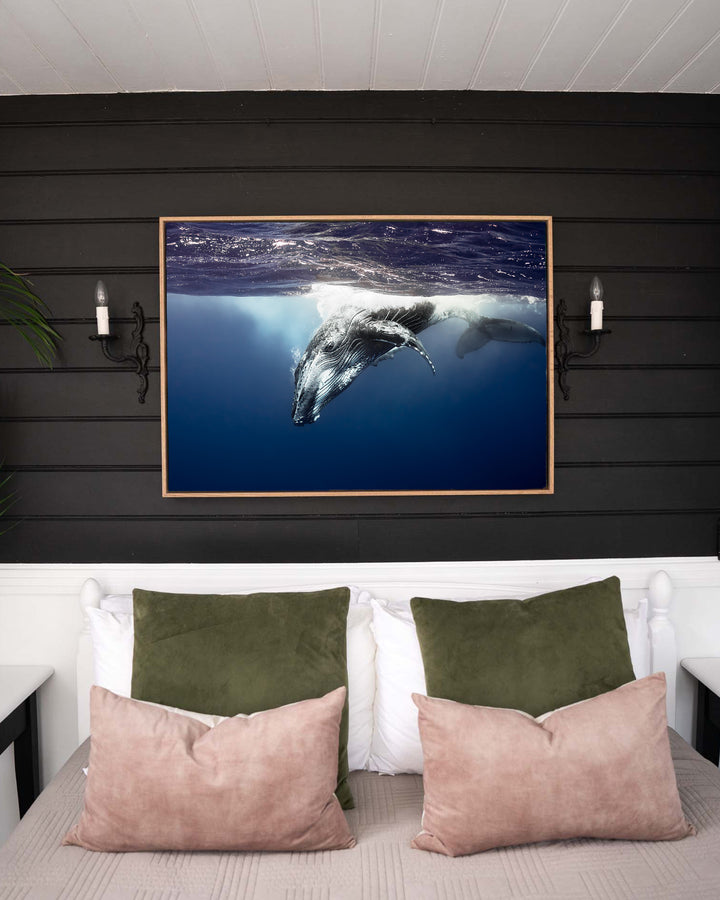 Deep Impact – Humpback Whale, Underwater Photography by David Lloyd, framed canvas print in oak float frame, styled in a bedroom setting