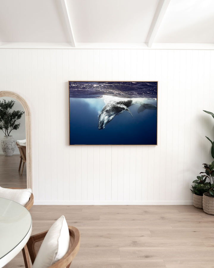 Deep Impact – Humpback Whale, Underwater Photography by David Lloyd, framed canvas print in oak float frame, styled in a dining room setting