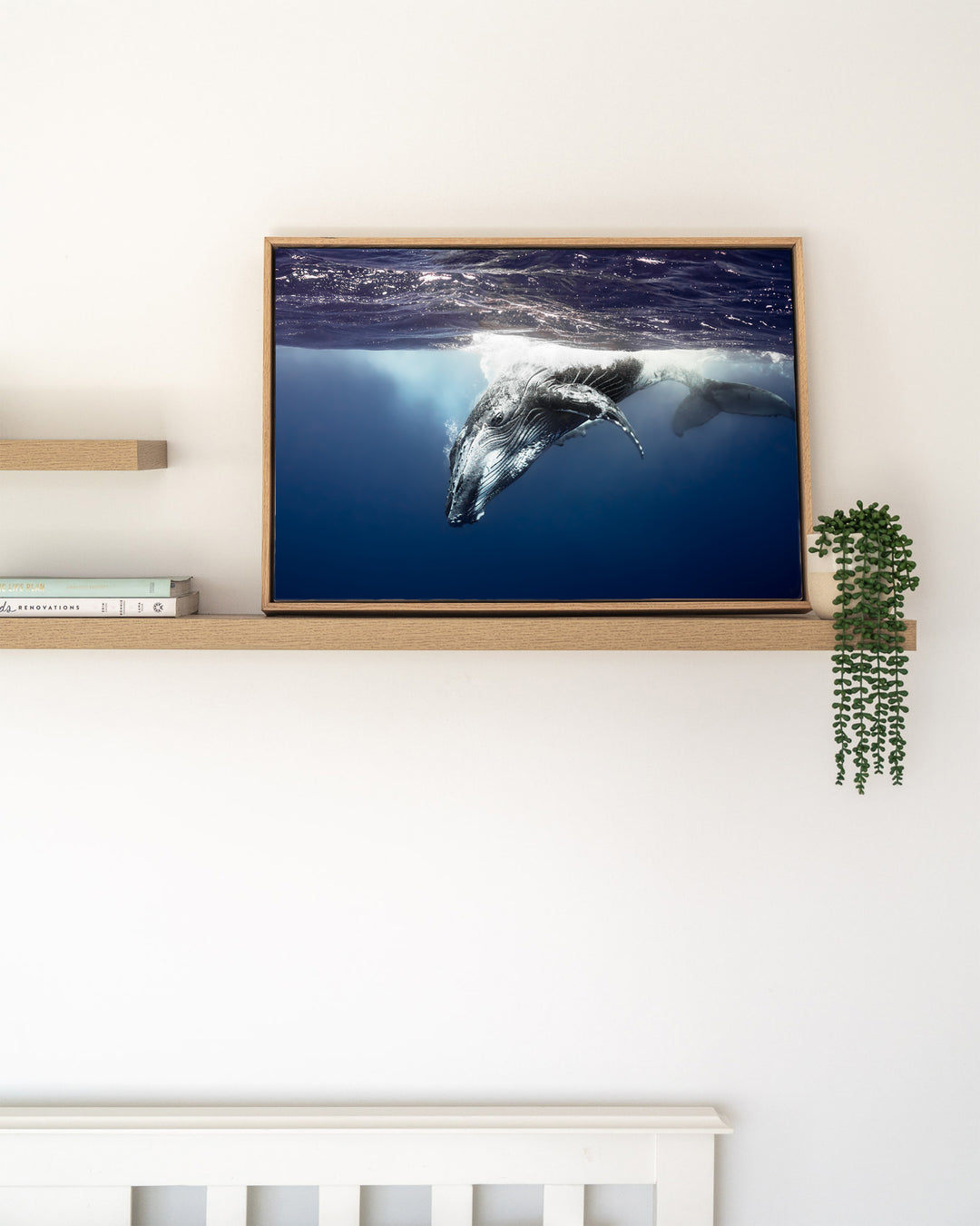 Deep Impact – Humpback Whale, Underwater Photography by David Lloyd, framed canvas print in oak float frame, styled in a timber shelf setting