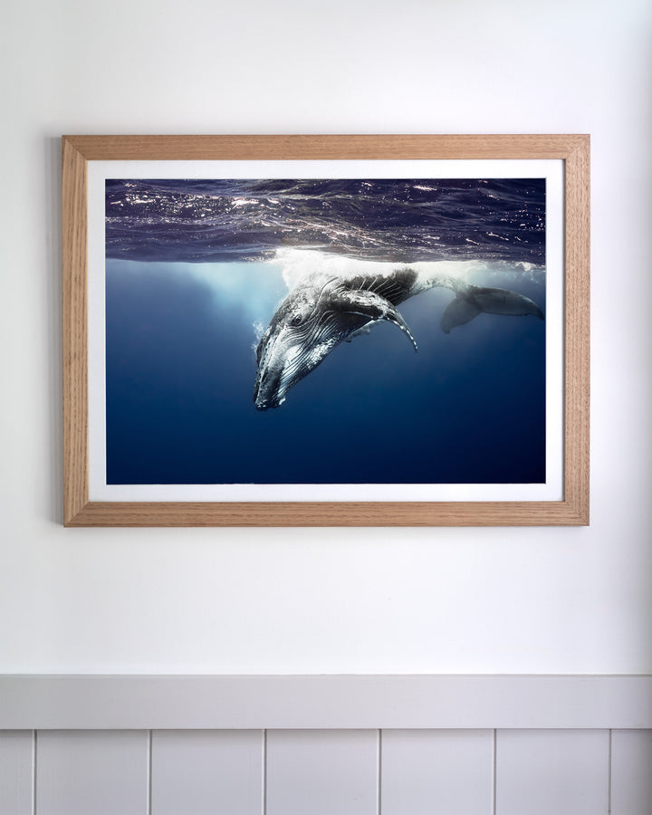 Framed Deep Impact | Humpback Whale print showing a whale swimming below the surface, displayed on a white wall.