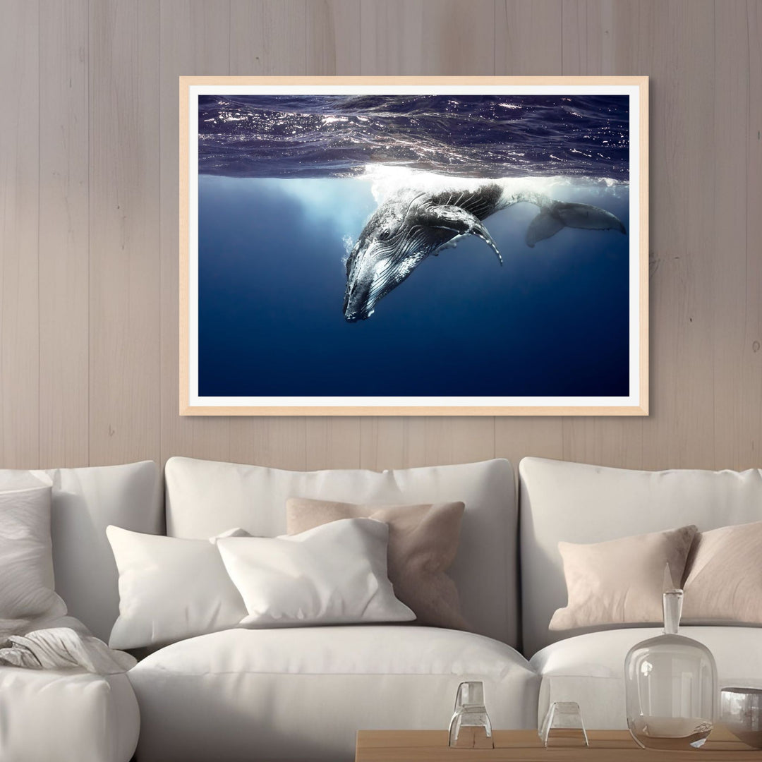 Deep Impact – Close-up underwater view of a humpback whale facing the camera, deep blue water | Framed Paper Print