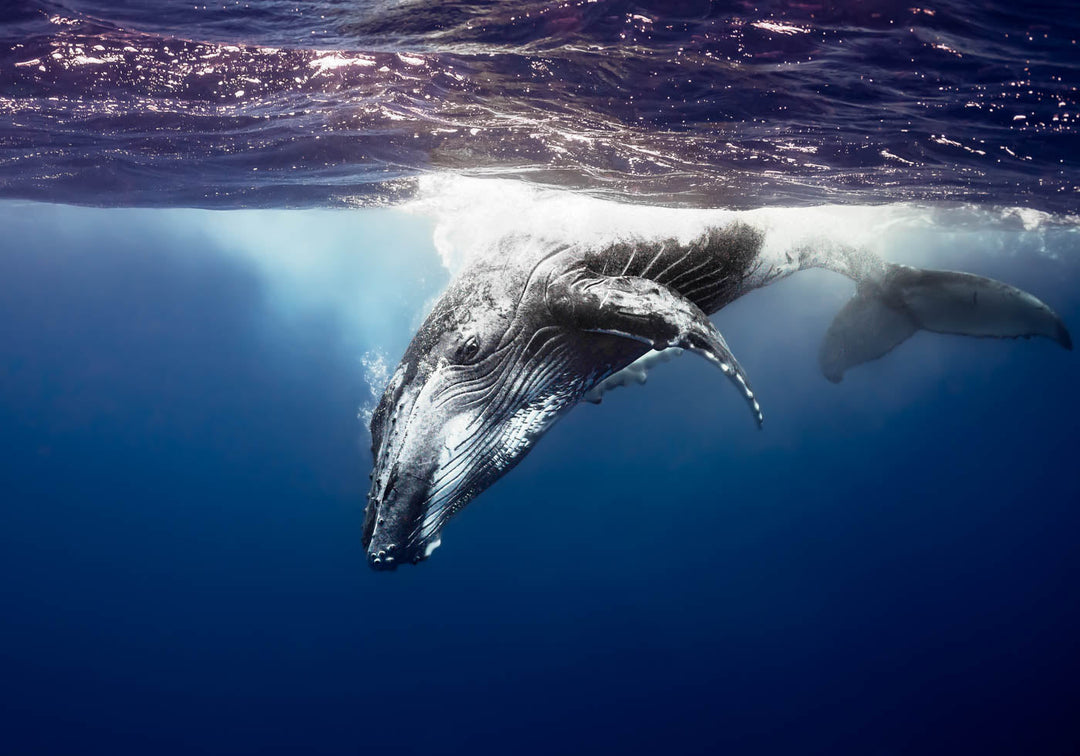 Deep Impact – Close-up underwater view of a humpback whale facing the camera, deep blue water | Unframed Rolled Print