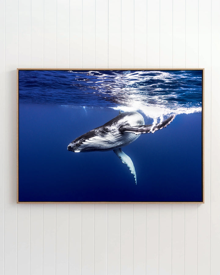 Dive Bomb | Humpback Whale underwater photography showing a humpback whale swimming just below the surface.
