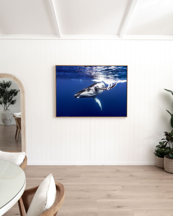 Dive Bomb – Humpback Whale, Underwater Photography by David Lloyd, framed canvas print in oak float frame, styled in a dining room setting