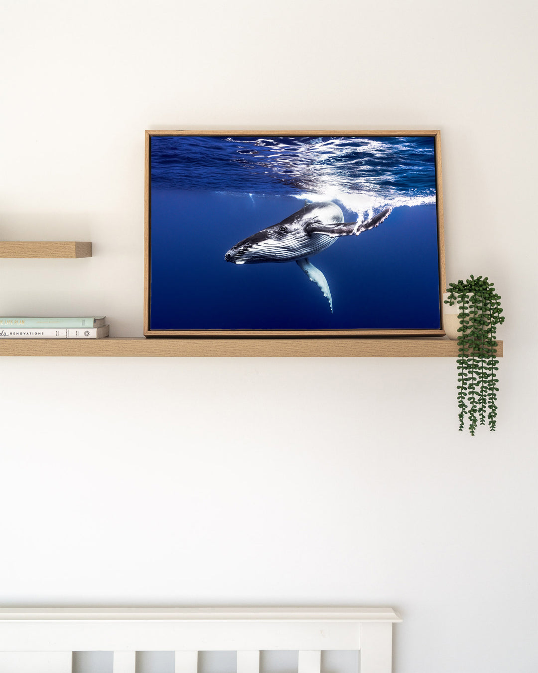 Dive Bomb – Humpback Whale, Underwater Photography by David Lloyd, framed canvas print in oak float frame, styled in a timber shelf setting