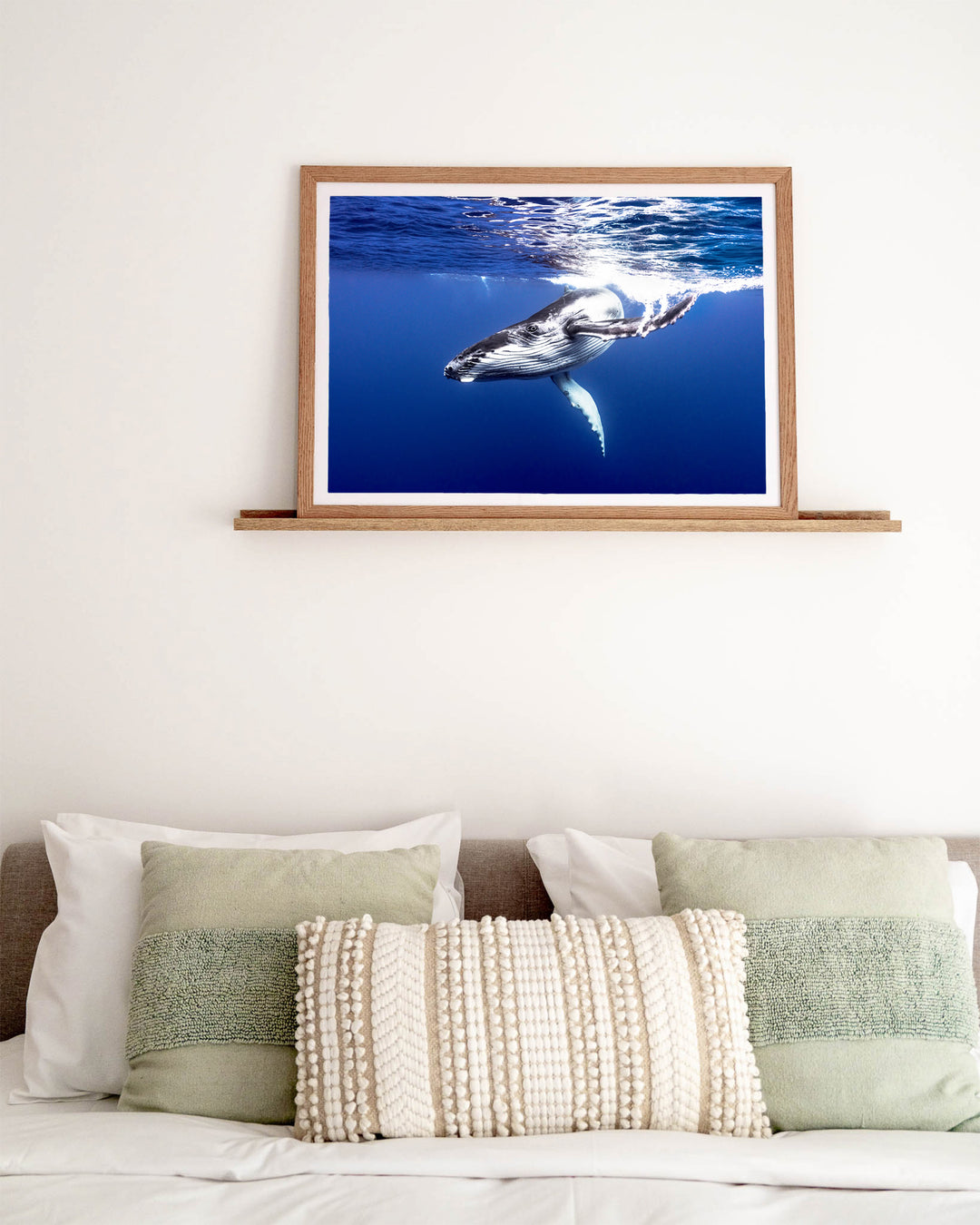 Dive Bomb – Humpback Whale, Underwater Photography by David Lloyd, framed paper print in oak frame, styled in a bedroom setting