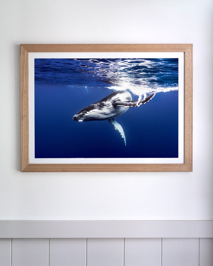 A humpback whale swims just below the surface in the Dive Bomb | Humpback Whale - Underwater Photography wooden wall art.