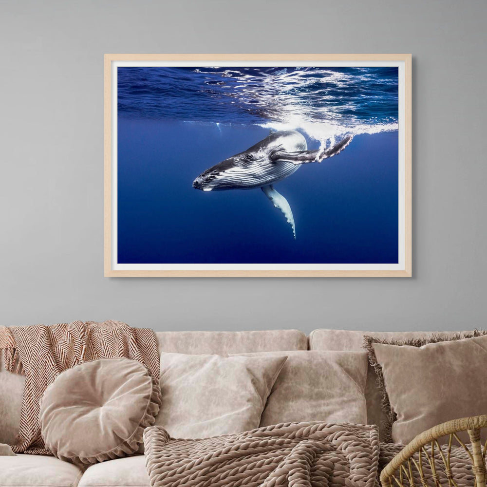 Dive Bomb – Underwater view of a humpback whale swimming energetically toward the camera in deep blue water | Framed Paper Print