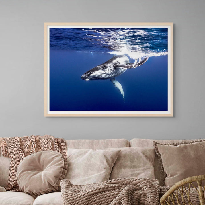 Dive Bomb – Underwater view of a humpback whale swimming energetically toward the camera in deep blue water | Framed Paper Print