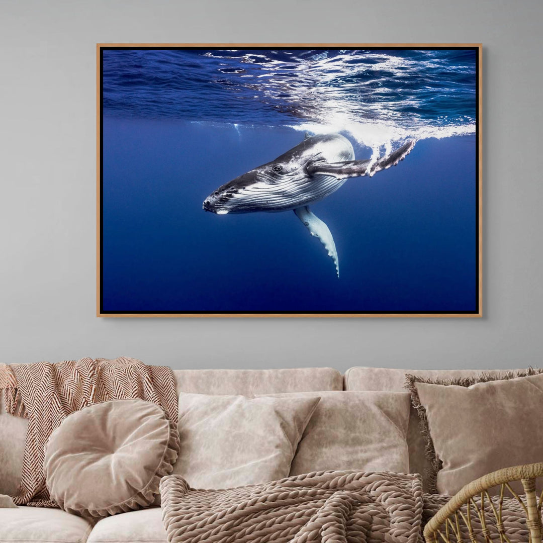 Dive Bomb – Underwater view of a humpback whale swimming energetically toward the camera in deep blue water | Shadow Box Canvas Print