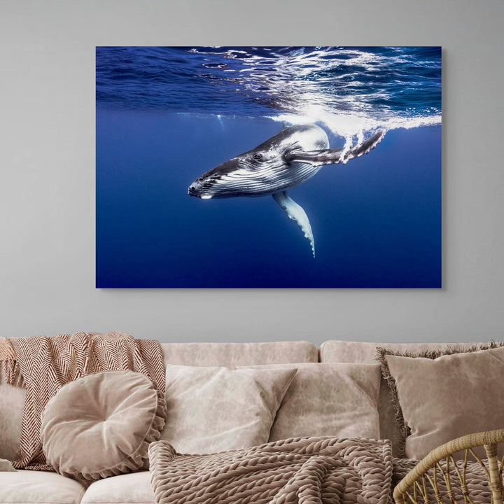 Dive Bomb – Underwater view of a humpback whale swimming energetically toward the camera in deep blue water | Stretched Canvas Print