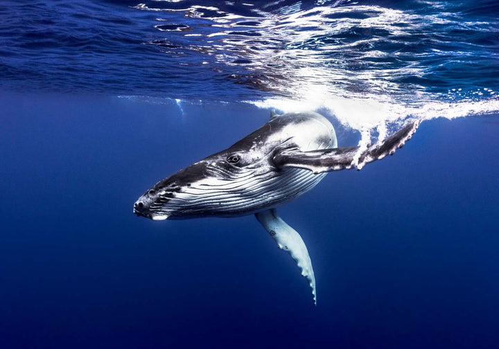 Dive Bomb – Underwater view of a humpback whale swimming energetically toward the camera in deep blue water | Unframed Rolled Print