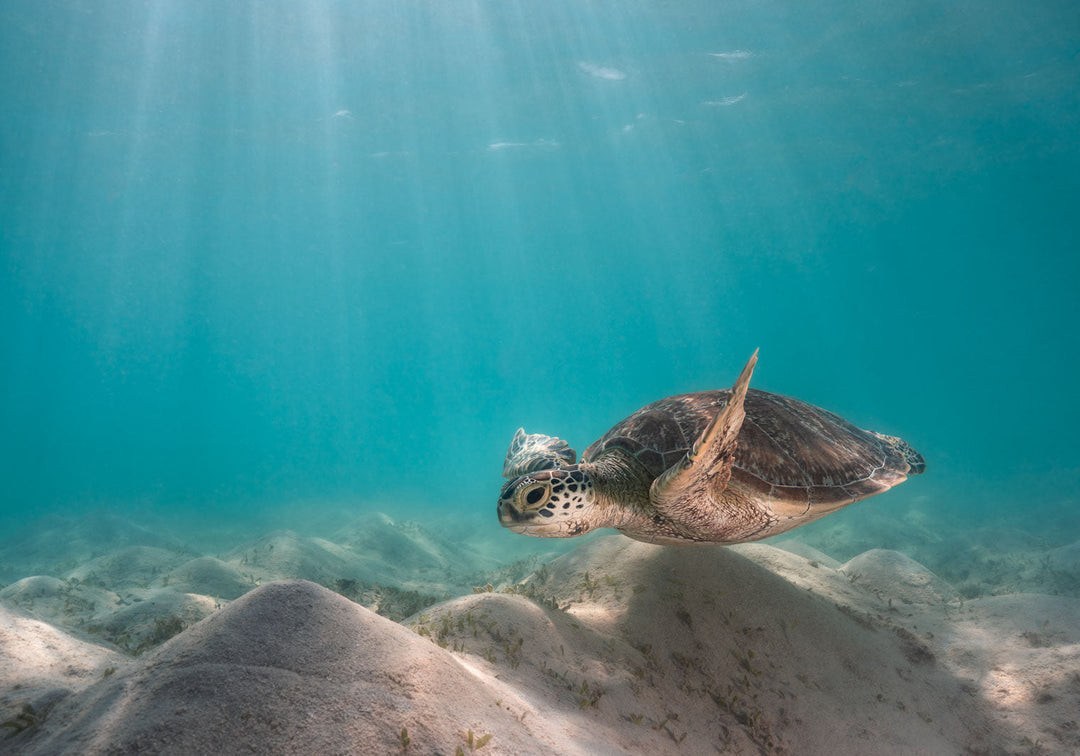 Drifting in the Dunes – Green sea turtle gliding over underwater dunes at Lizard Island, turquoise waters, serene ocean scene | Unframed Rolled Print