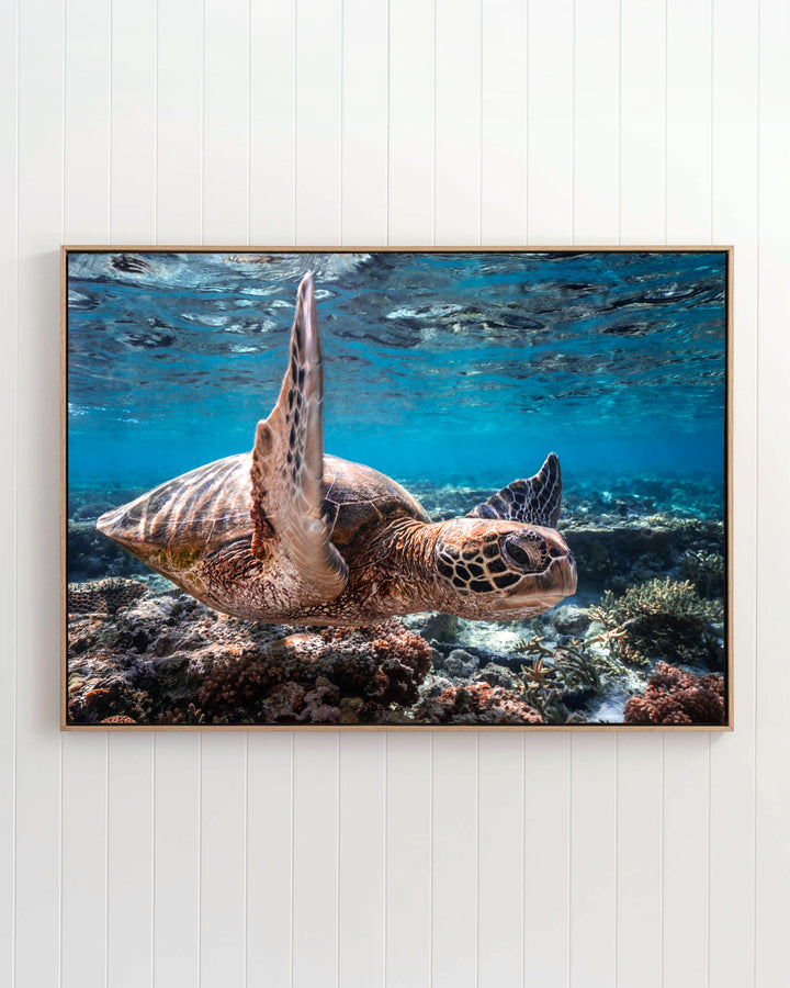 Drive By: A green sea turtle swimming over a vibrant coral reef.