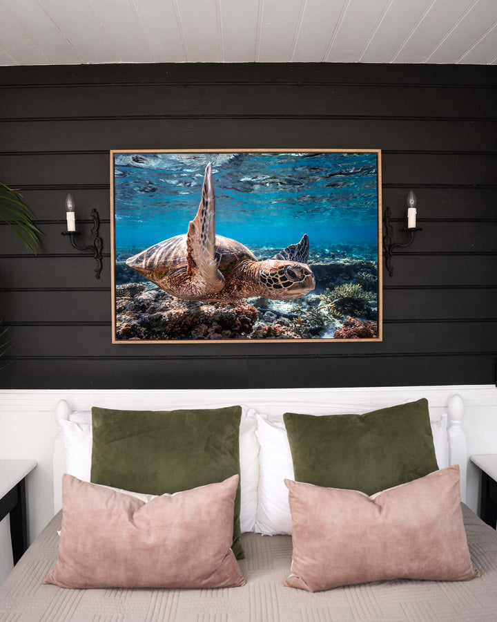 Drive By – Green Sea Turtle, Underwater Photography by David Lloyd, framed canvas print in oak float frame, styled in a bedroom setting