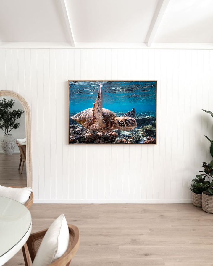 Drive By – Green Sea Turtle, Underwater Photography by David Lloyd, framed canvas print in oak float frame, styled in a dining room setting