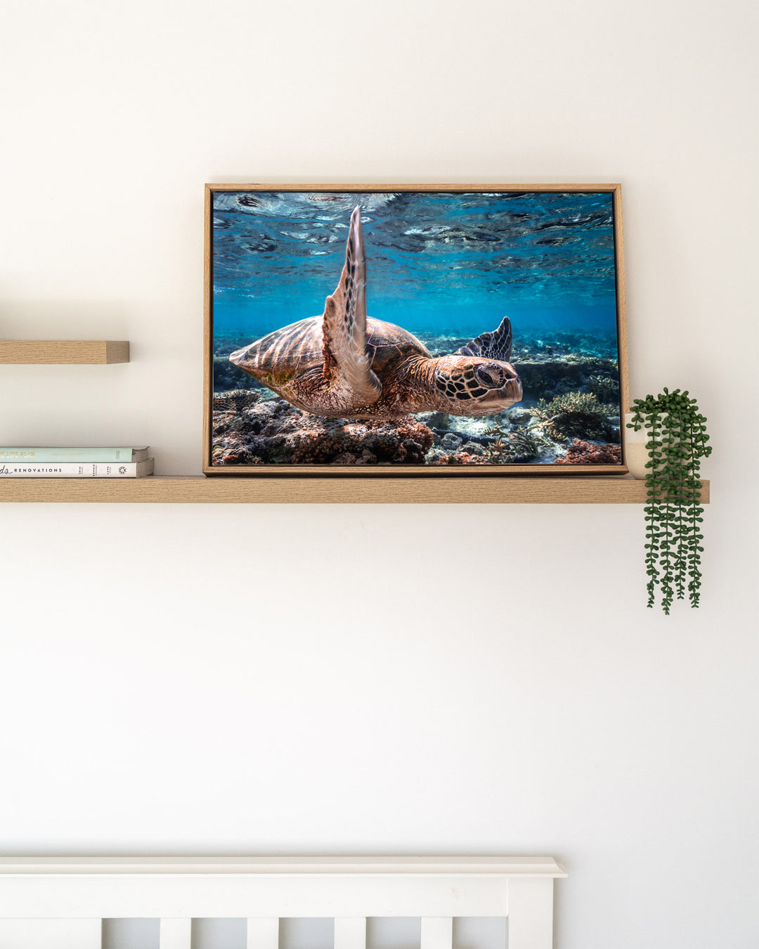 Drive By – Green Sea Turtle, Underwater Photography by David Lloyd, framed canvas print in oak float frame, styled in a timber shelf setting