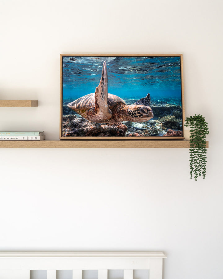 Drive By – Green Sea Turtle, Underwater Photography by David Lloyd, framed canvas print in oak float frame, styled in a timber shelf setting