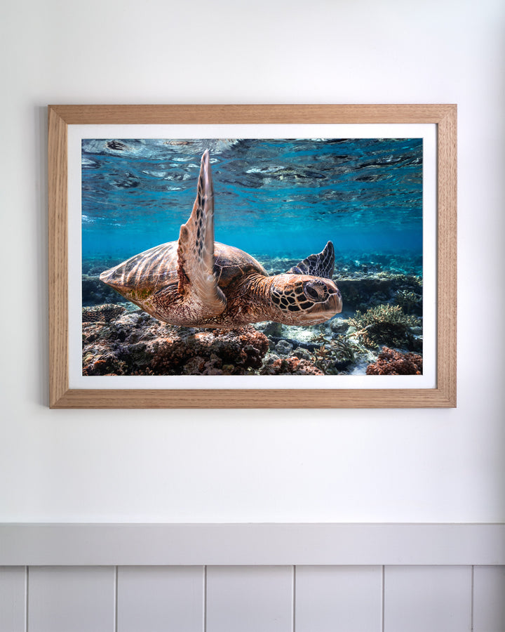 Framed Drive By | Green Sea Turtle print featuring a sea turtle swimming over a vibrant coral reef.