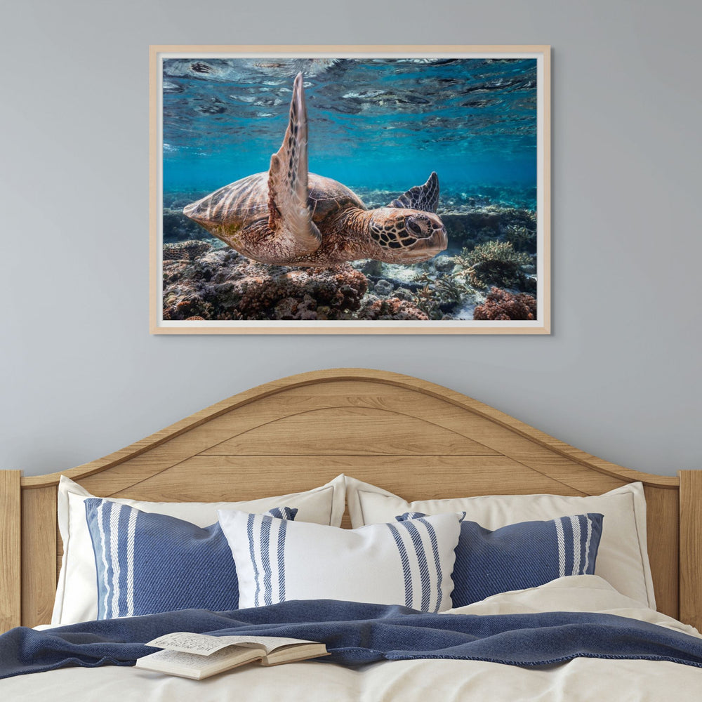 Drive By – Green sea turtle underwater gliding through sunbeams with ripples on the surface | Framed Paper Print by David Lloyd