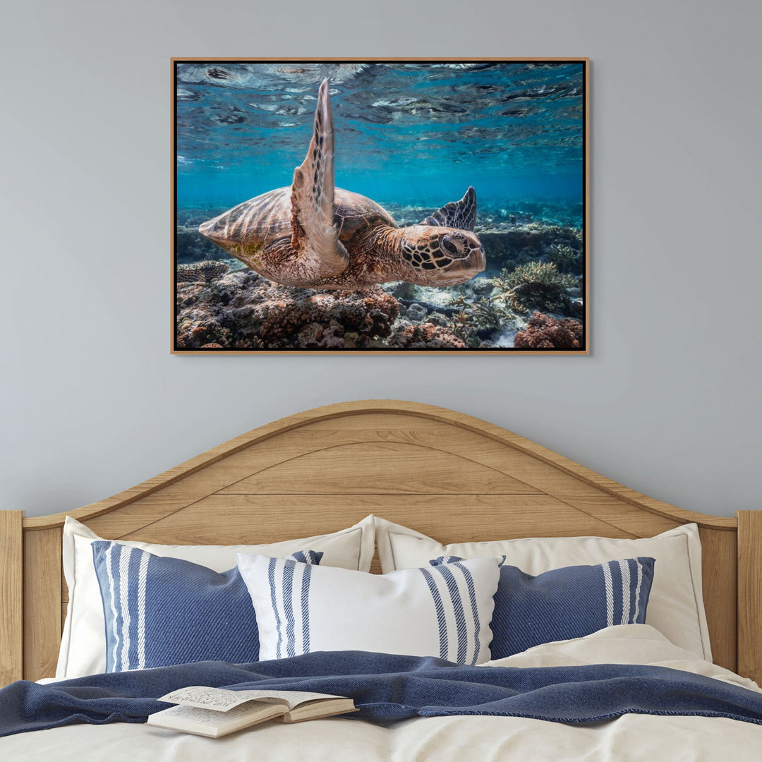 Drive By – Green sea turtle underwater gliding through sunbeams with ripples on the surface | Shadow Box Canvas Print by David Lloyd