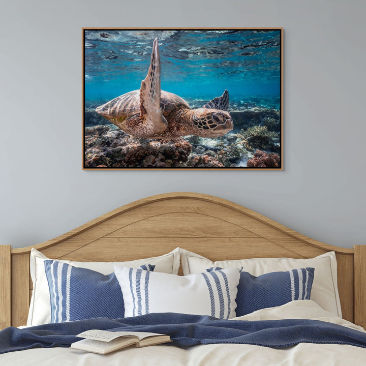 Drive By – Green sea turtle underwater gliding through sunbeams with ripples on the surface | Shadow Box Canvas Print by David Lloyd